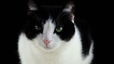 Black Cat Close Up Footage - Ultra HD