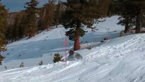 Esquiador casi choca contra un oso que cruzó la pista de esquí