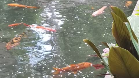 RAINBOW Pet Fishes