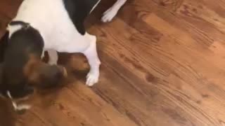Dog attacks paparazzi!