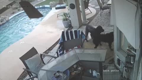 Dog Jumps In Pool To Save His Friend