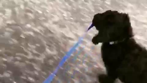 Black dog holding its own leash as its walking