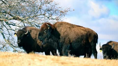 Woolaroc Museum and Wildlife Preserve