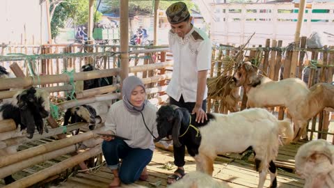asian muslim veterinarian medical check up farm animal