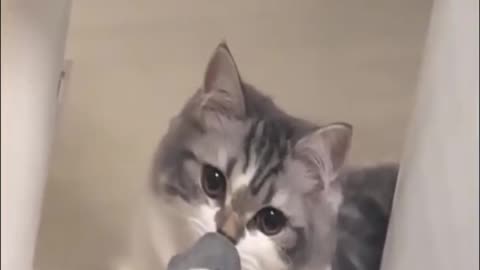 The cat sniffed the socks and pulled the connection with reality