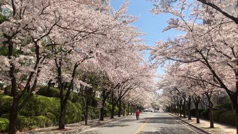 Beautiful view of cherry blossoms in Korea