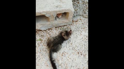 Cute Cat Fighting Each Other