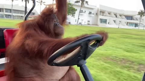 Driver orangutan