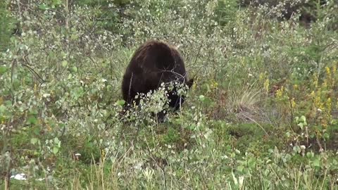 Black Bear Looking For Food