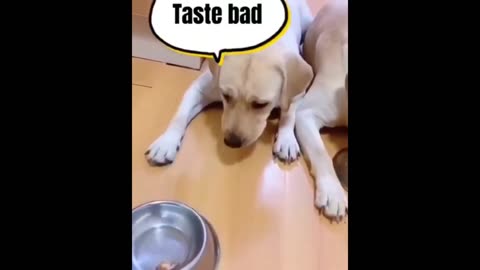 One Minute Funny Animal Video