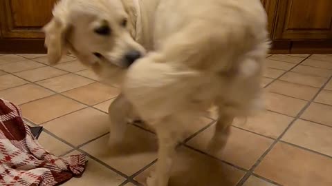 Golden retriever puppy chases her tail
