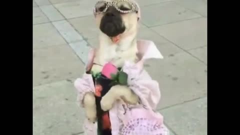 Fashionable dog 🐕🐕🐕 ,funny stylist dog, funny animal video