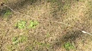 Dog trips over volleyball net