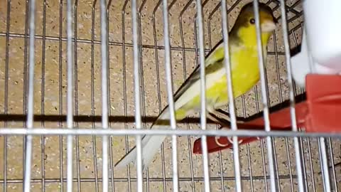 My little bird #koki#