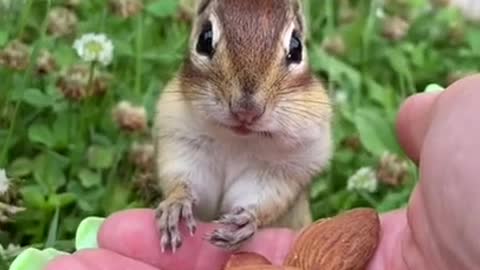 📹 Awesome Funny Pet Animals Videos 😇
