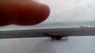 INSECTS YOU WONT BELIEVE