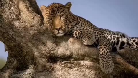 A cheetah resting in a tree