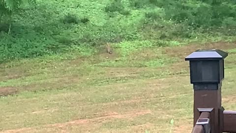 A BUNNY and a BIRD