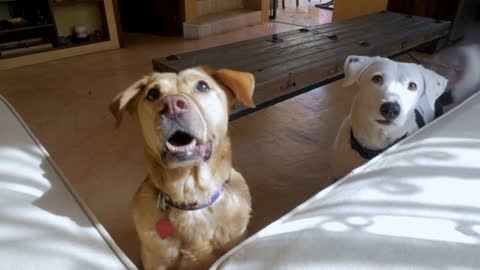 Two well behaved hungry dogs including a pit bull terrier mix