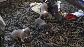 Pitbull puppies 3 weeks
