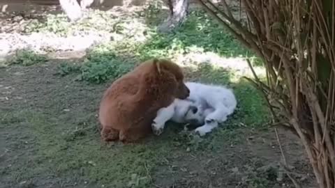 Beautiful video of another true love of animals