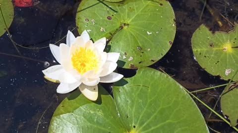 Water Lily