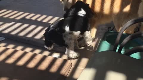Lab and black/white dog sniff each other and play fight