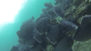 Amazing Diving with the Green Humphead parrotfish!