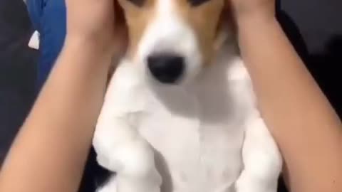 Those ears [Puppy's Cute Ears]