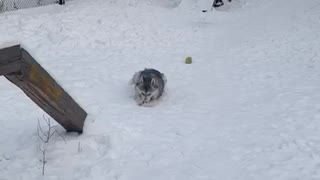 Husky dog rides in the snow