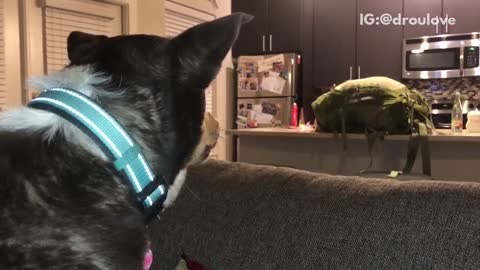 Black and white dog staring intensely at green backpack luggage barks