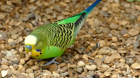 Beautiful lover bird searching for its food among the small stones