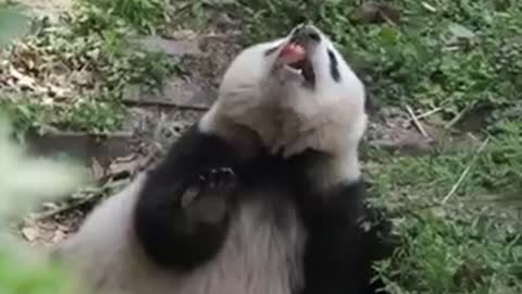 You must have never seen a giant panda the cutest animal in the world