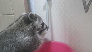 Social distancing raccoon turns on water to wash his hands