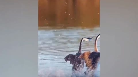 funny video birds - swan racing with each other