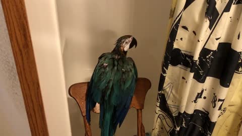 Charley The Parrot Enjoys Taking A Shower.