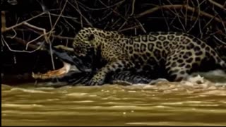 See how the jaguar kills crocodiles
