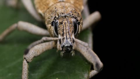 Wattle Pig Weevil beetle insect macro footage