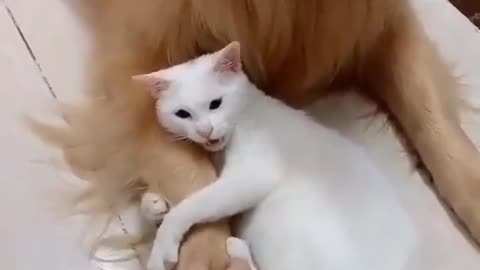 A cute cat whose owner does not like to play with the dog (the jealous cat)