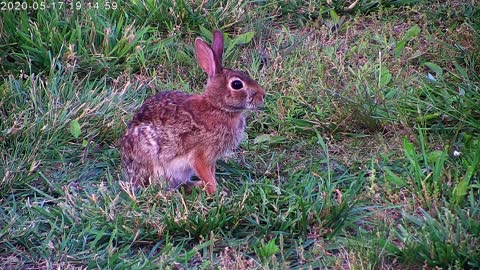 Rabbit Washes Hands And Face