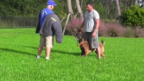Dog training in With Few Simple Tips