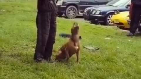 smart Dog traning video