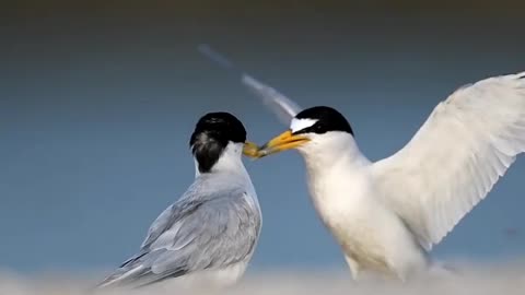 This pair of the smallest terns participates in their ritual