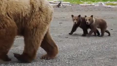 and a dreadful brown bear walked right behind me.