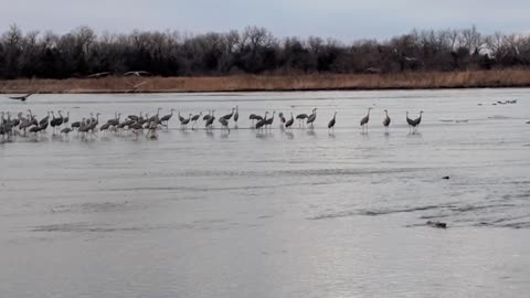 Nebraska Sandhill Cranes in the evening