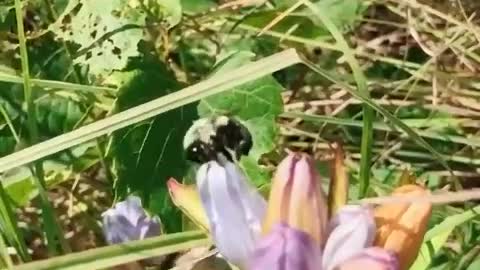 Bumble Bee Eats Happy Good Vibes