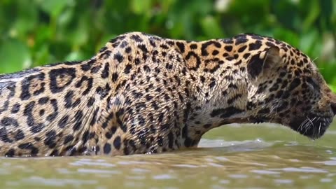 Leopard in River