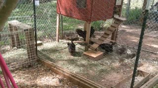 My wife feeding the chickens some tomaters and lettuce