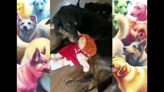 Cabbage Patch Pup: Watch This Dog Adopt a Doll as Its Baby