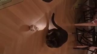 Black cat scared of bb-8 star wars toy
